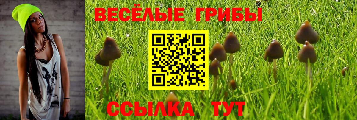 Галлюциногенные грибы Psilocybe Зеленокумск